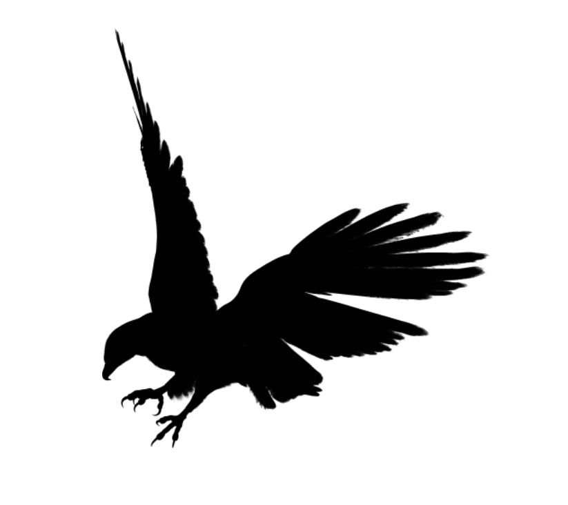 Eagle black siluet PNG image, free download    图片编号:1234