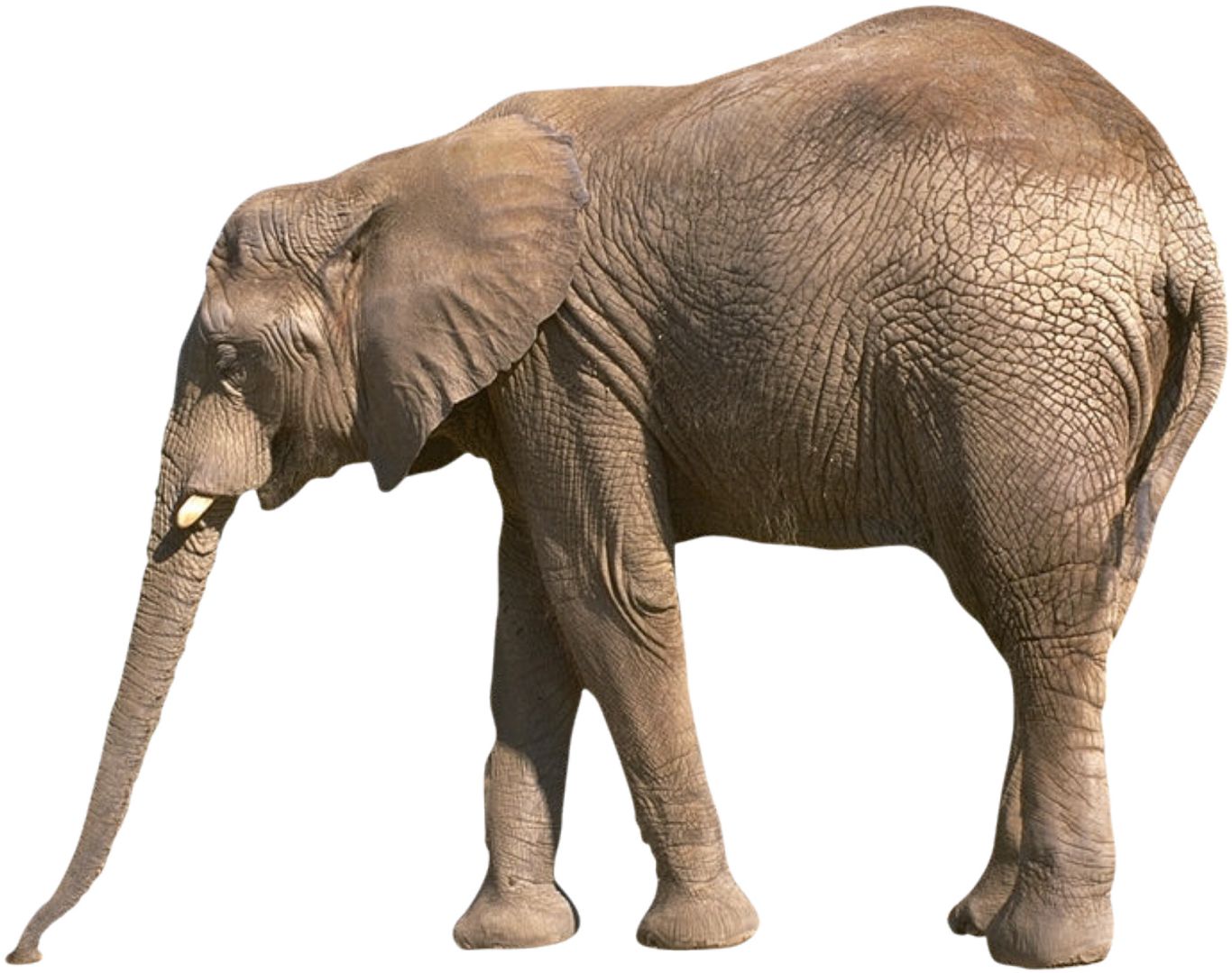 Elephant PNG    图片编号:18749