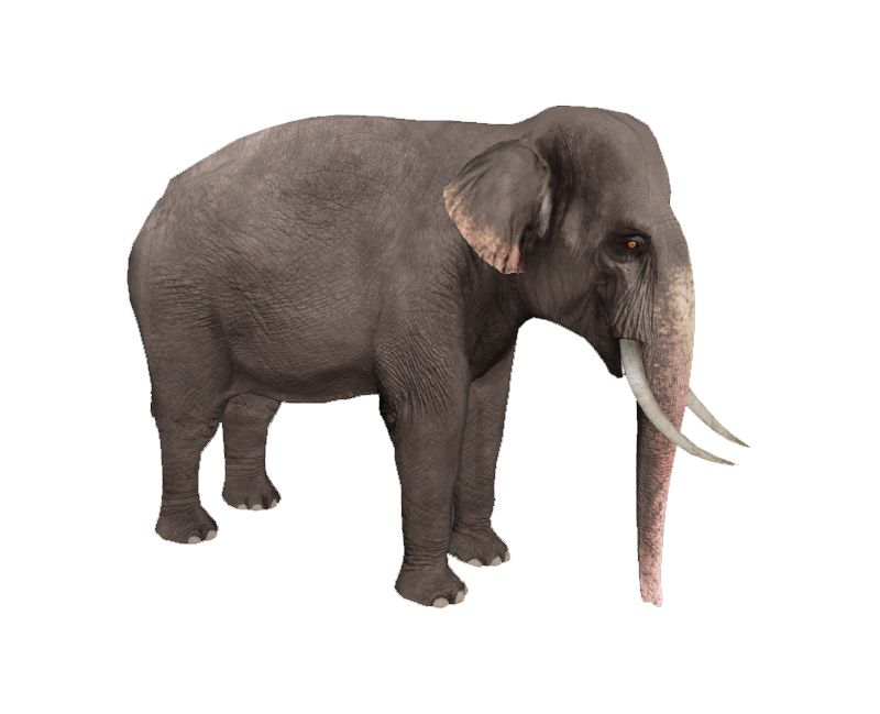 Elephant PNG    图片编号:18750