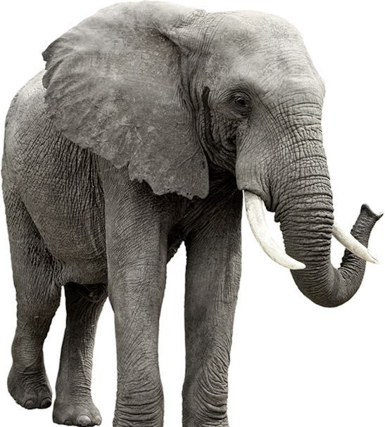 Elephant PNG    图片编号:18753