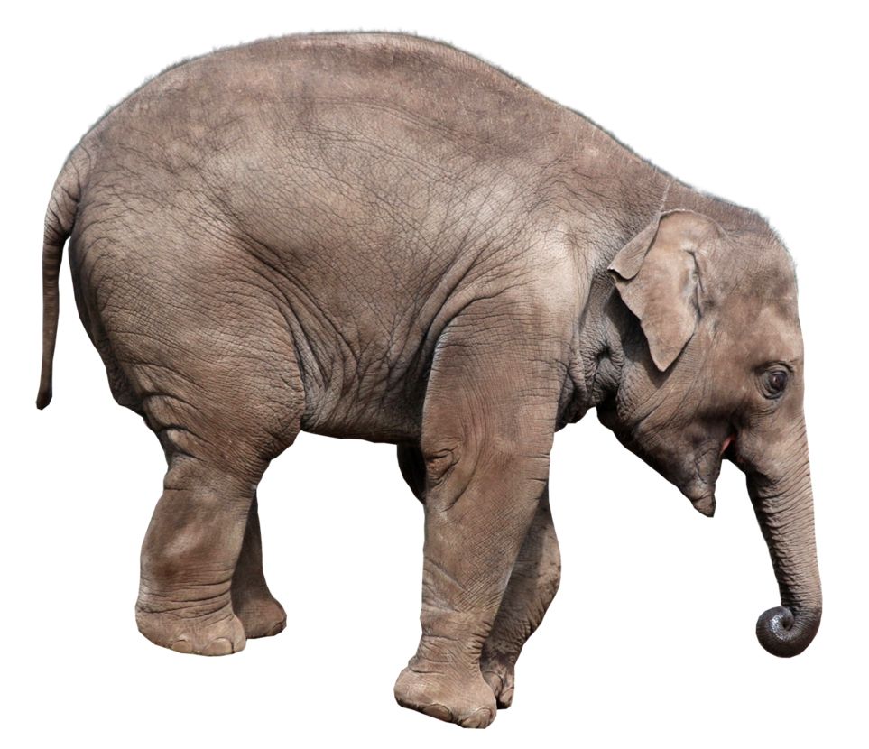 Elephant PNG    图片编号:18754