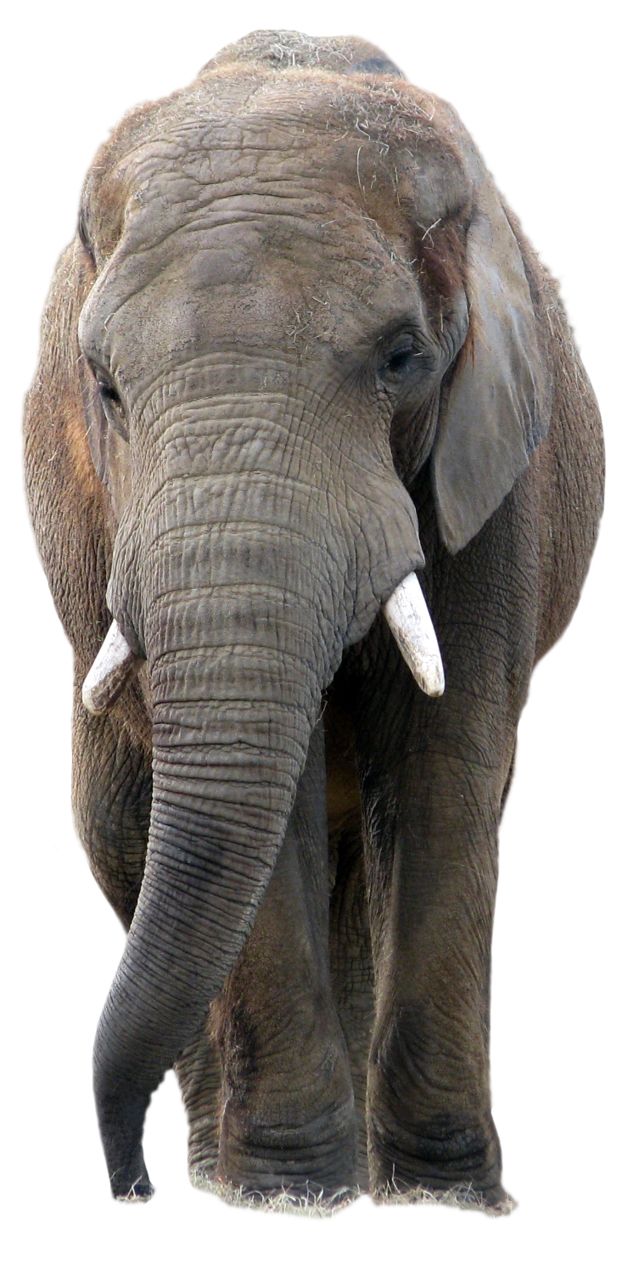 Elephant PNG    图片编号:18755