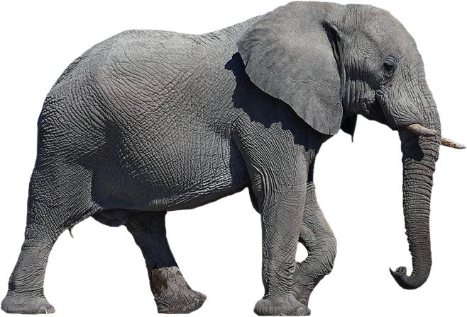 Elephant PNG    图片编号:18759