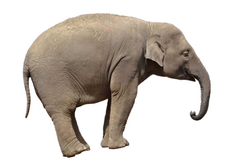 Elephant PNG    图片编号:18762