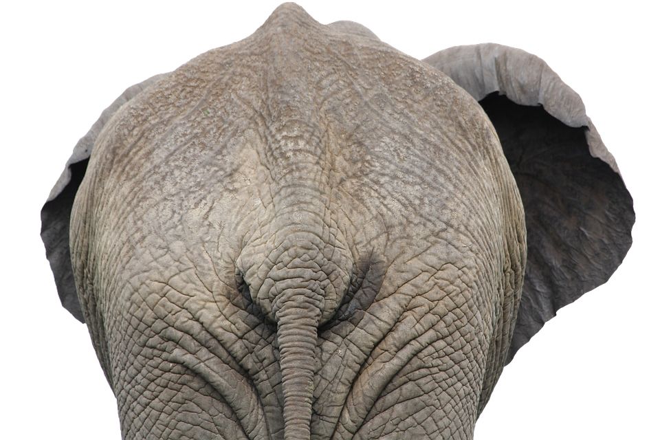 Elephant PNG    图片编号:18763