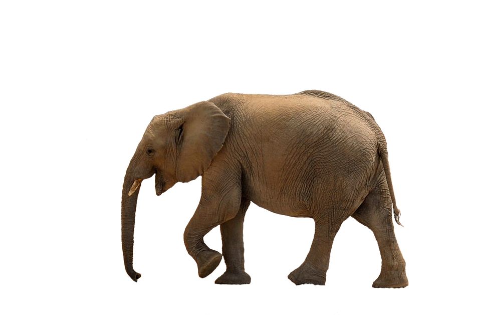 Elephant PNG    图片编号:18764
