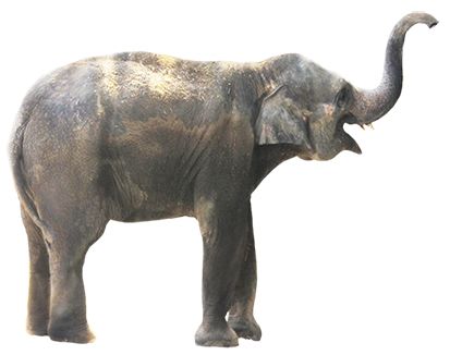 Elephant PNG    图片编号:18766