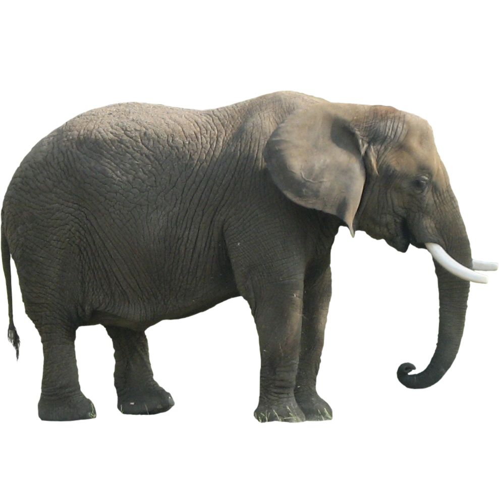 Elephant PNG    图片编号:18775