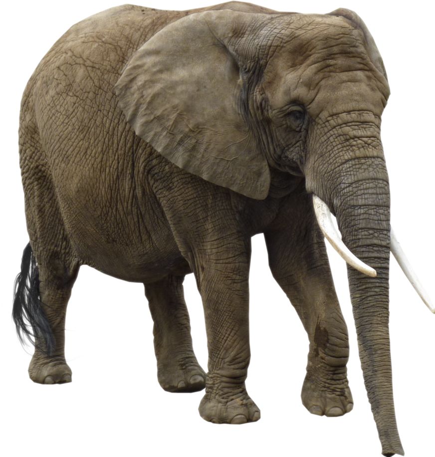 Elephant PNG    图片编号:18779