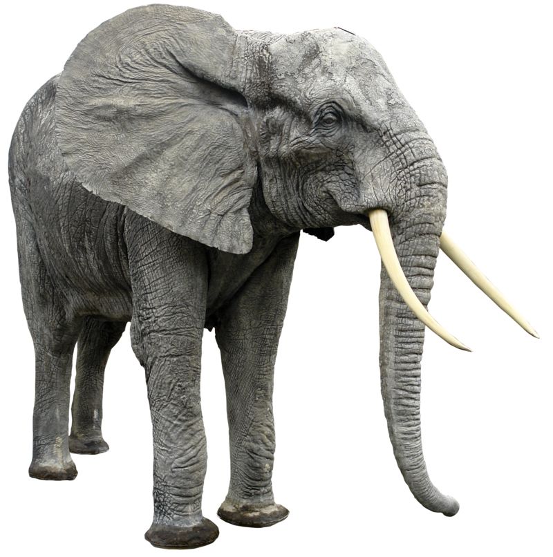 Elephant PNG    图片编号:18781