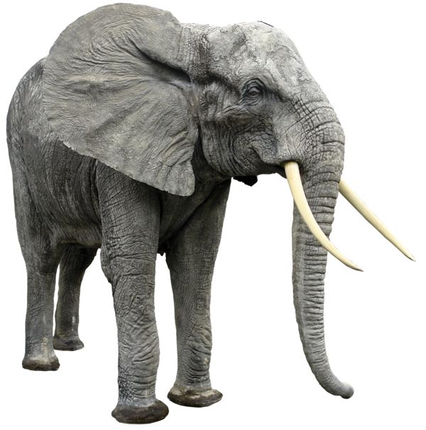 Elephant PNG    图片编号:18788