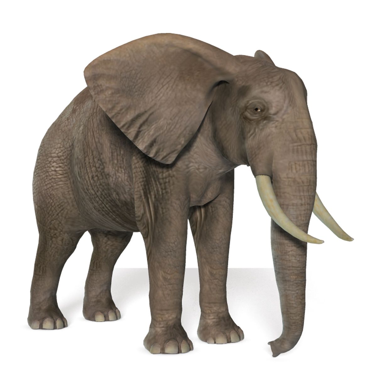 Elephant PNG    图片编号:18789