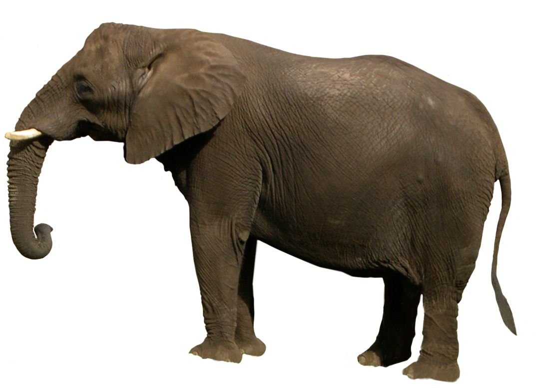 Elephant PNG    图片编号:18793