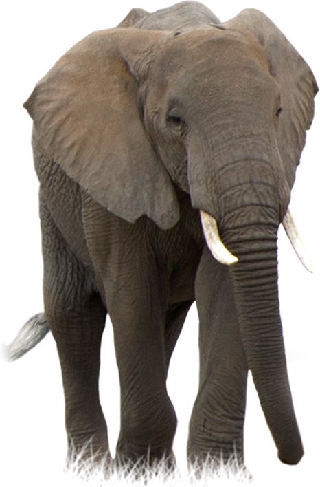 Elephant PNG    图片编号:18798