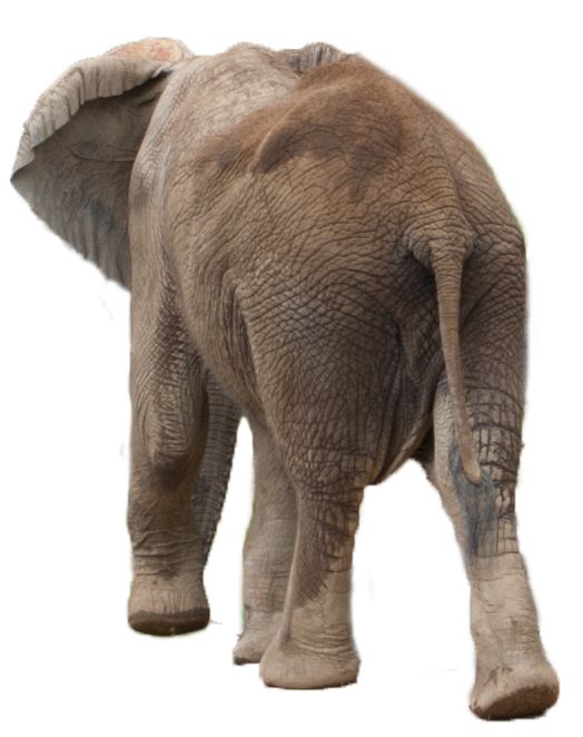 Elephant PNG    图片编号:18803