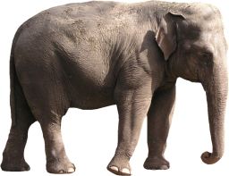 Elephant PNG    图片编号:18806