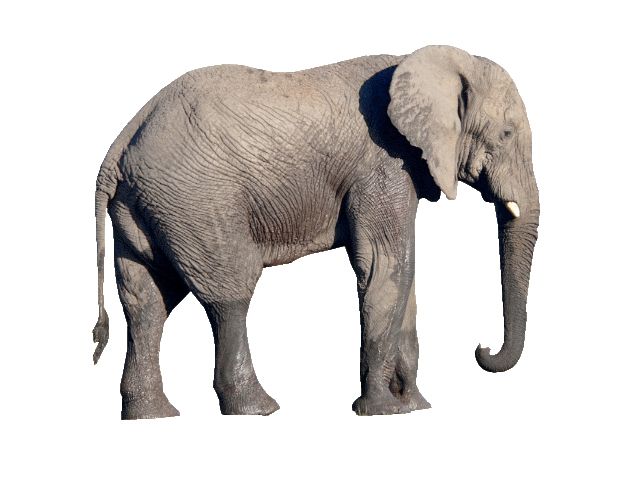 Elephant PNG    图片编号:18808