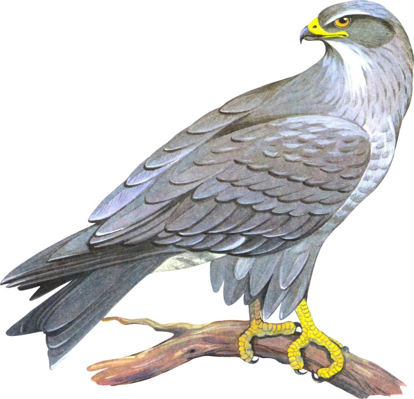 Falcon PNG    图片编号:24678