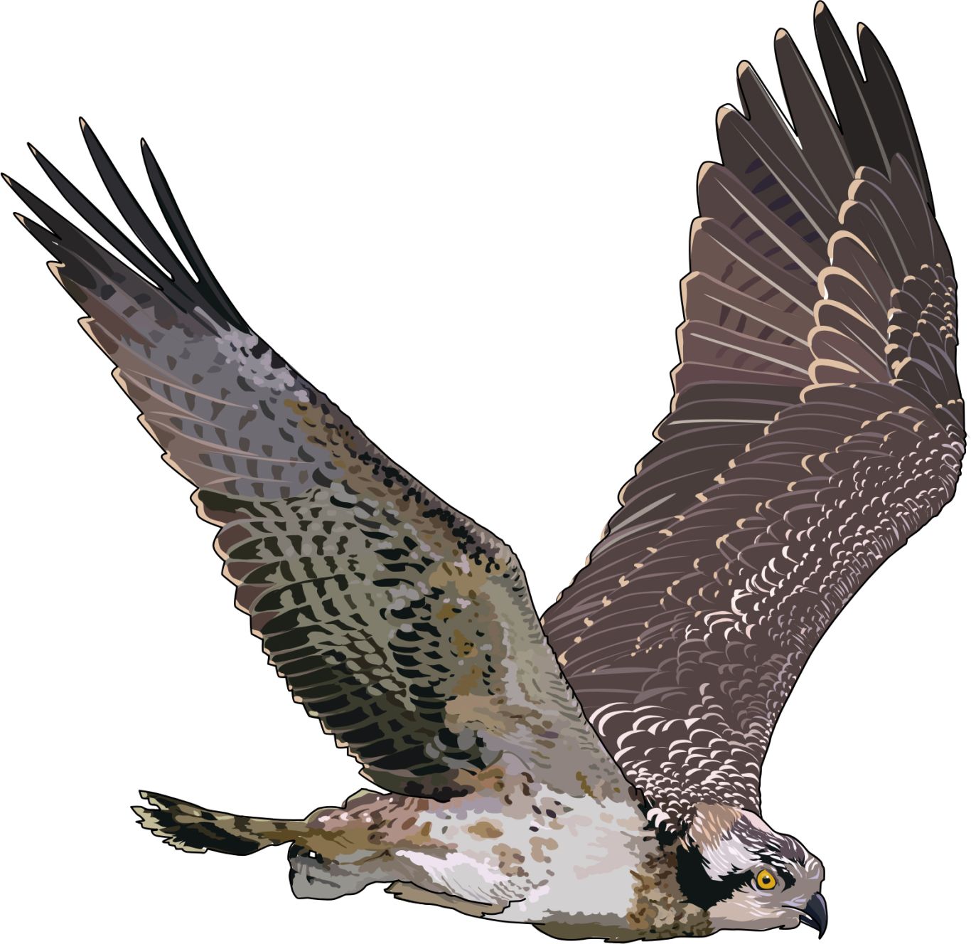 Falcon PNG    图片编号:24698