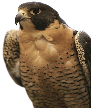 Falcon PNG    图片编号:24700