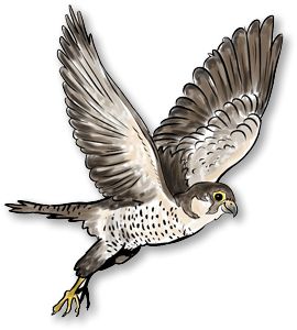 Falcon PNG    图片编号:24701