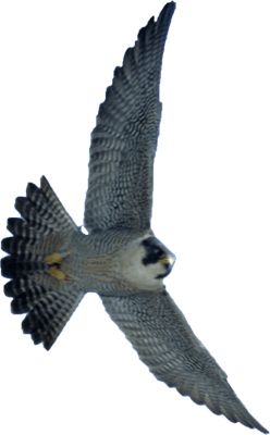 Falcon PNG    图片编号:24702