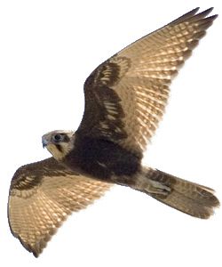 Falcon PNG    图片编号:24703