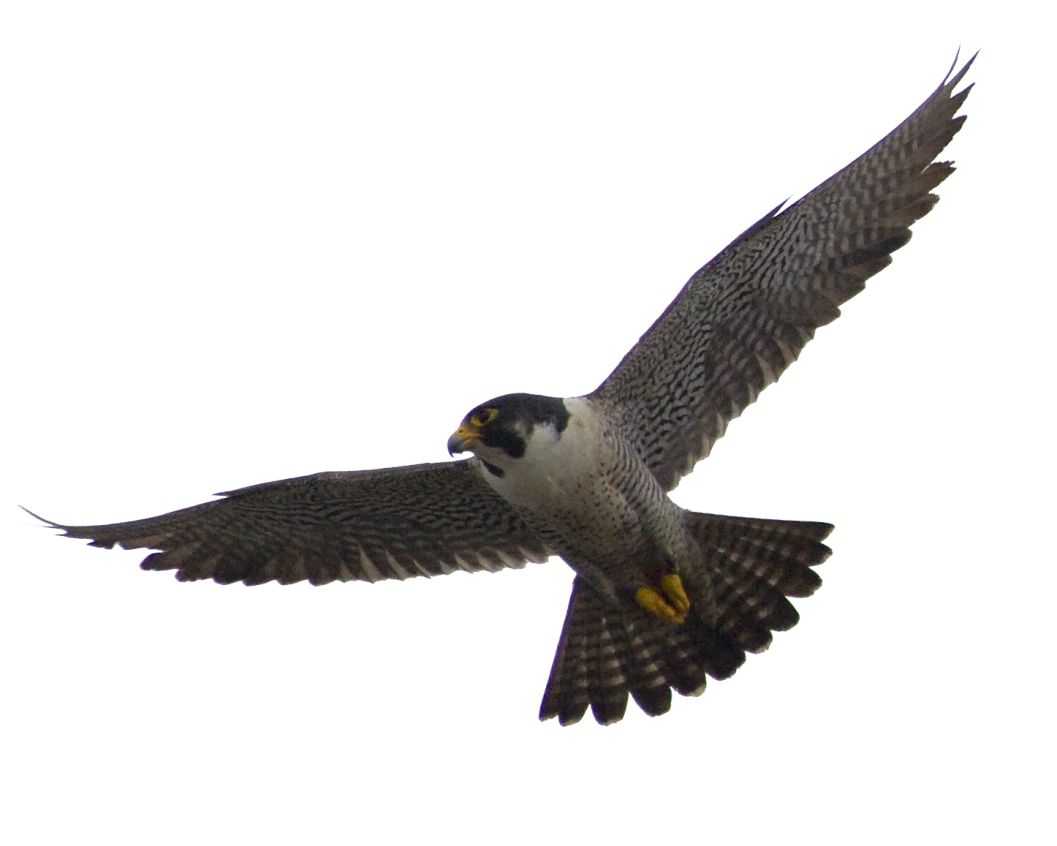 Falcon PNG    图片编号:24705