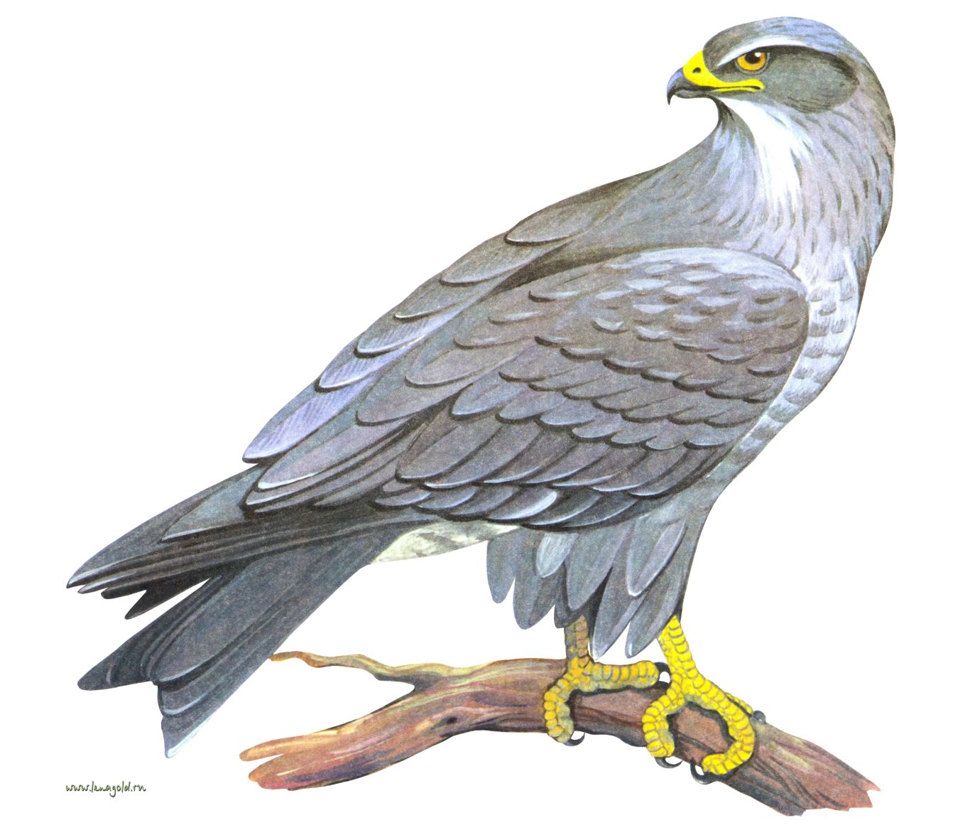 Falcon PNG    图片编号:24679