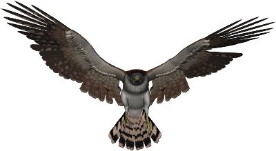 Falcon PNG    图片编号:24706
