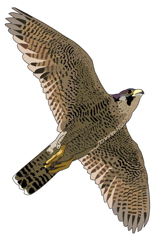 Falcon PNG    图片编号:24708