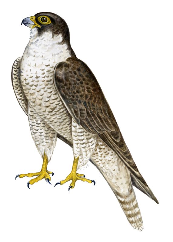 Falcon PNG    图片编号:24682