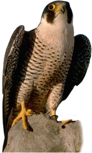 Falcon PNG    图片编号:24684