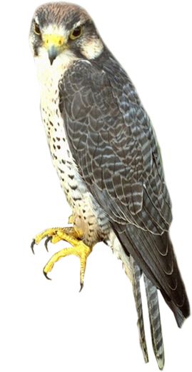 Falcon PNG    图片编号:24685