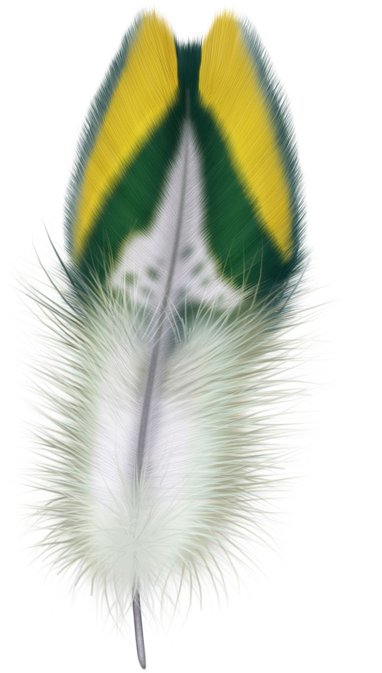 Feather PNG    图片编号:12948
