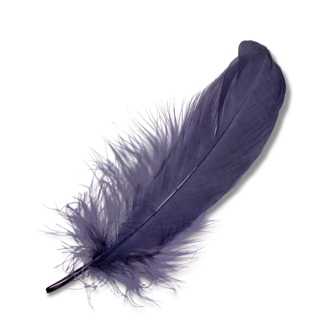 Feather PNG    图片编号:12959