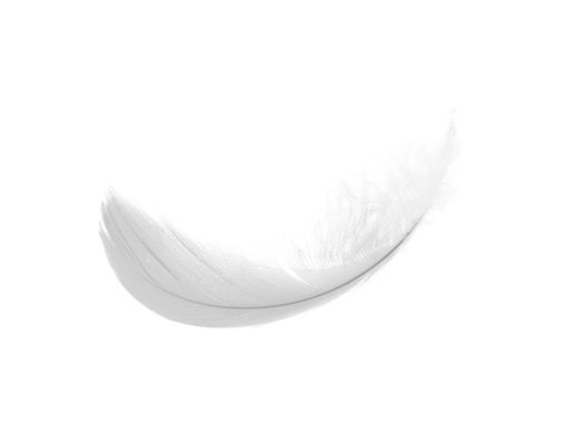 Feather PNG    图片编号:12978