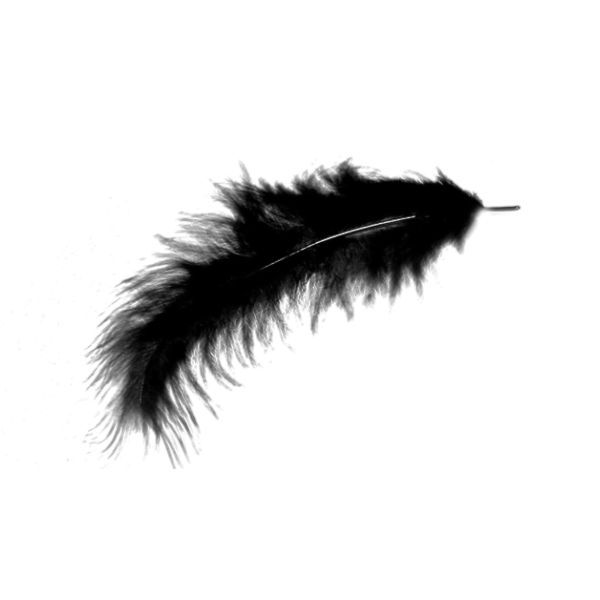 Feather PNG    图片编号:12981