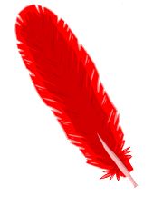 Feather PNG    图片编号:12997
