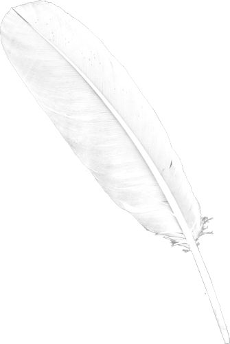 Feather PNG    图片编号:13002