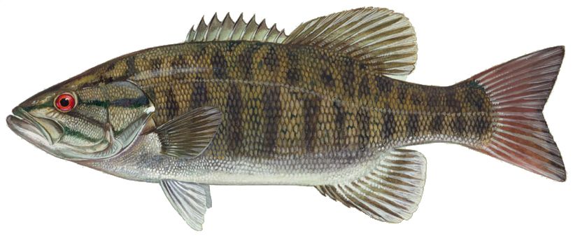 fish PNG image    图片编号:10535