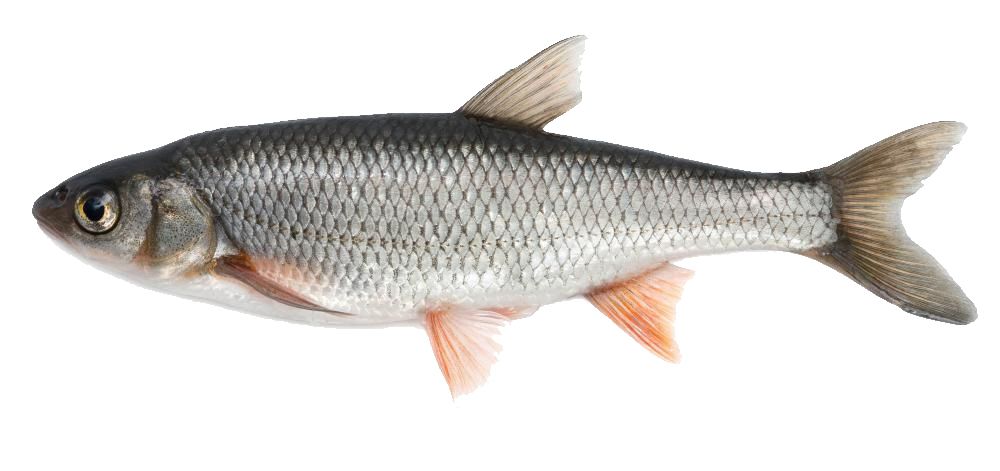 fish PNG image    图片编号:10536