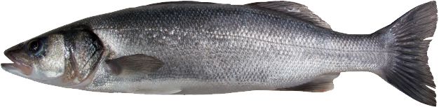 fish PNG image    图片编号:10537