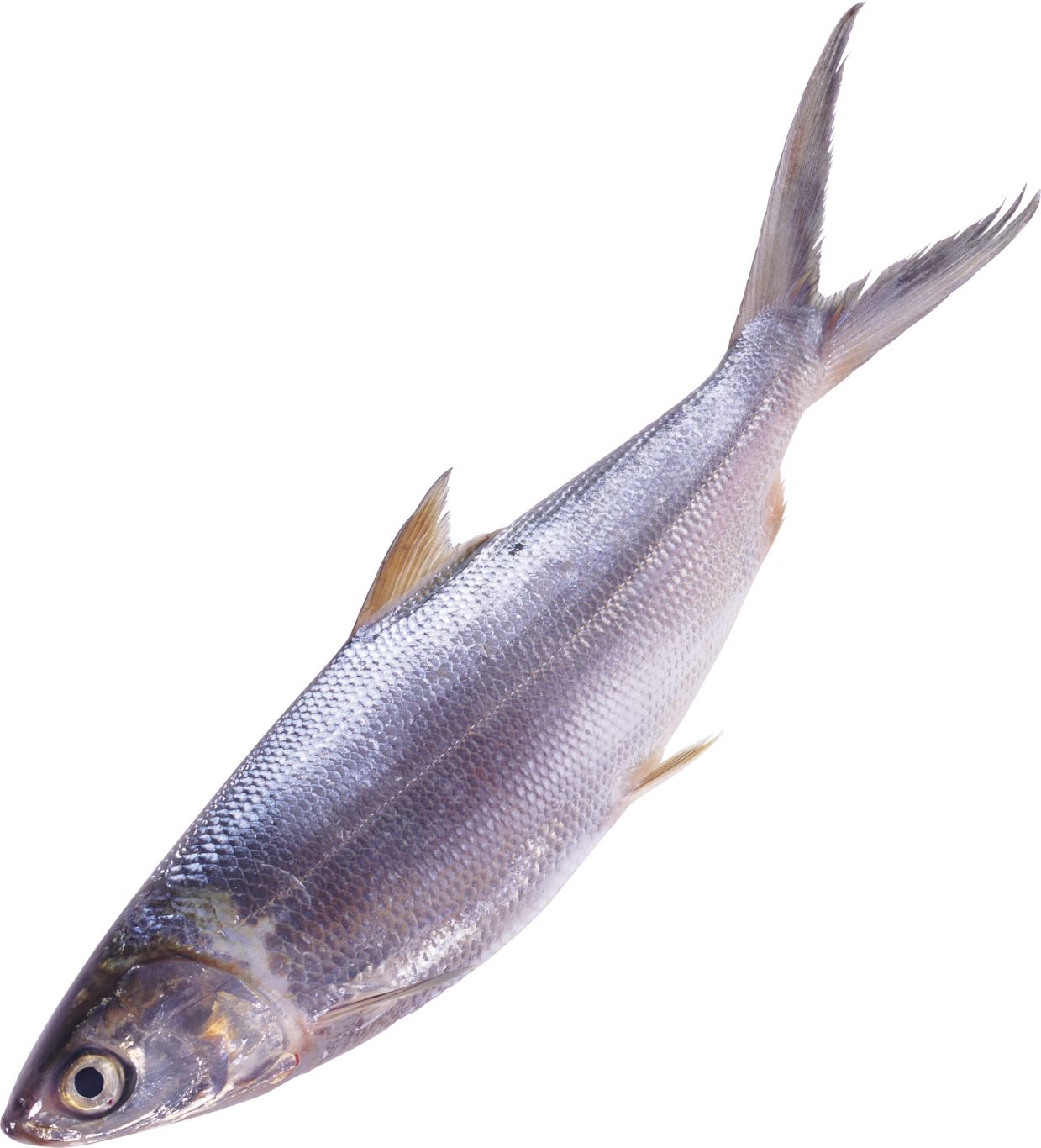 fish PNG image    图片编号:1148