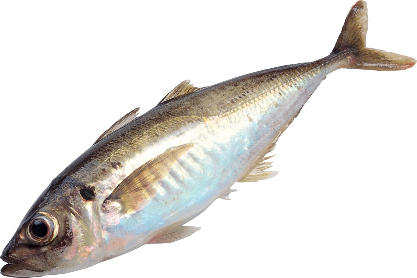 fish PNG image    图片编号:1149