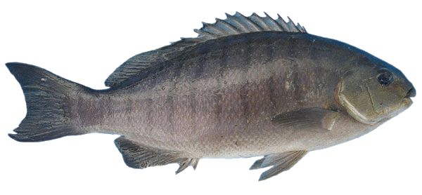 fish PNG image    图片编号:1150