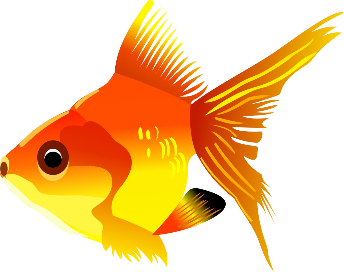 gold fish PNG image    图片编号:1154