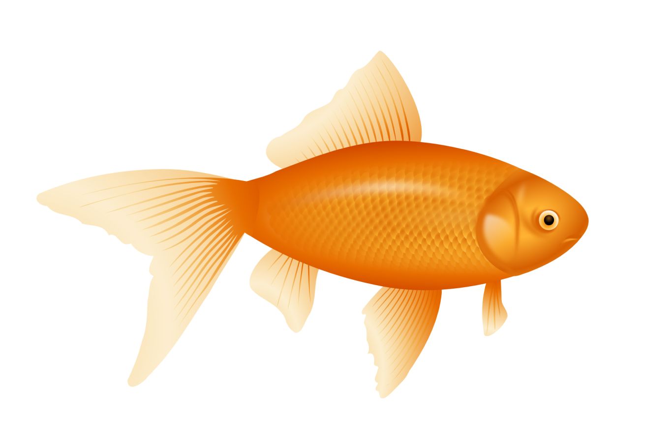 gold fish PNG image    图片编号:1156
