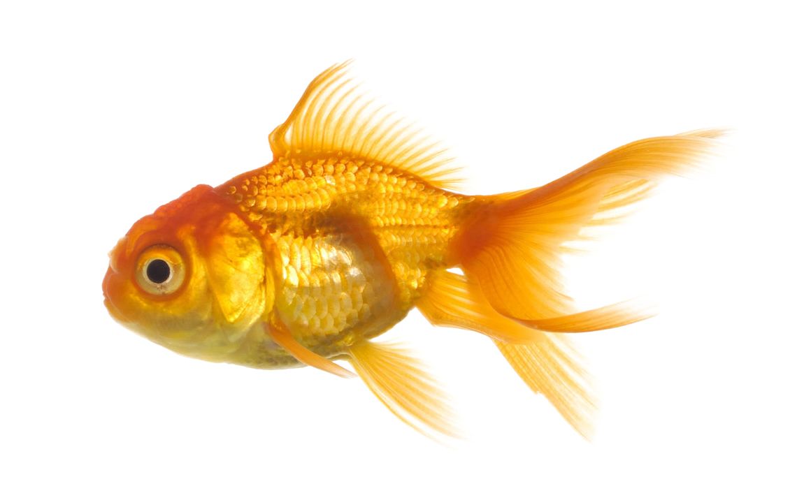 gold fish PNG image    图片编号:1157