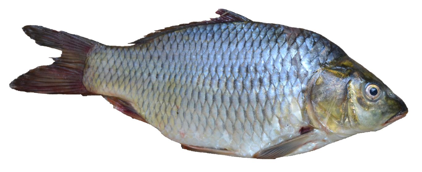 fish PNG image    图片编号:1158